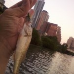 lady bird bass