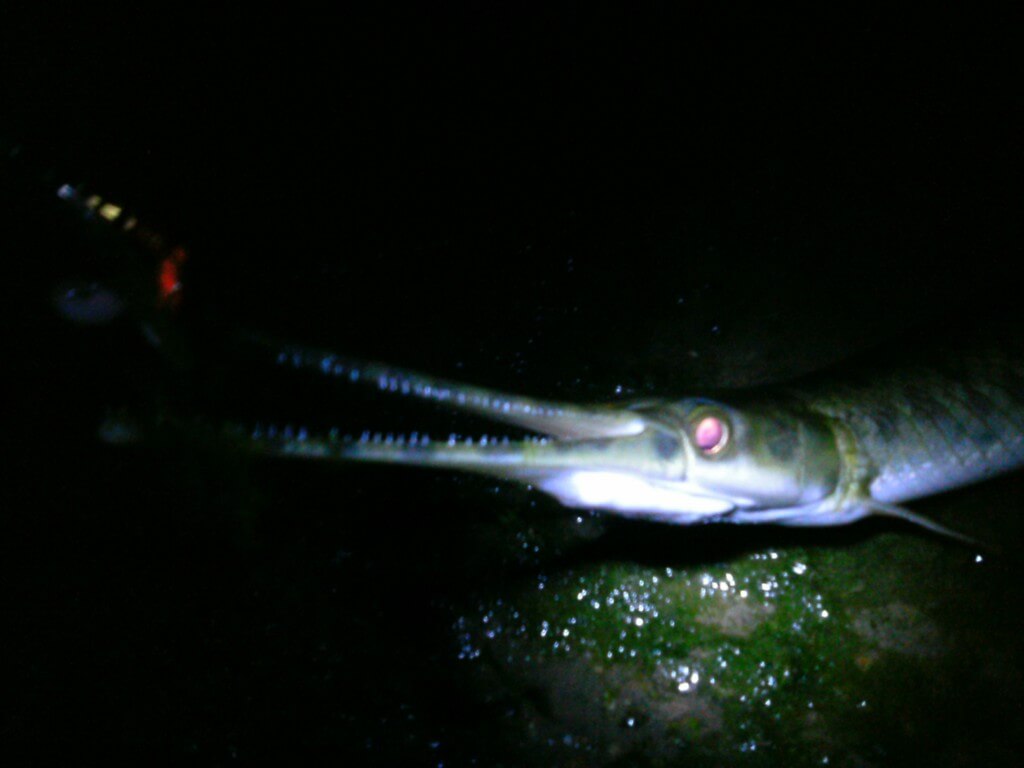 spotted gar at night on colorado river