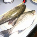 whitebass and largemouth