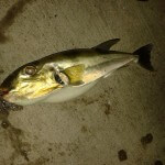 unidentified fish1