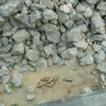 An abbatoir of gar and carp at Granger Dam