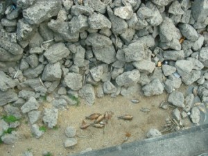 An abbatoir of gar and carp at Granger Dam