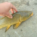 My first carp of the day at Granger