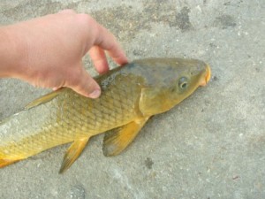 My first carp of the day at Granger