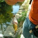 Shoal Creek Fly Fishing Austin | sunfish