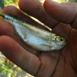 Shoal Creek Fly Fishing Austin | Mexican tetra