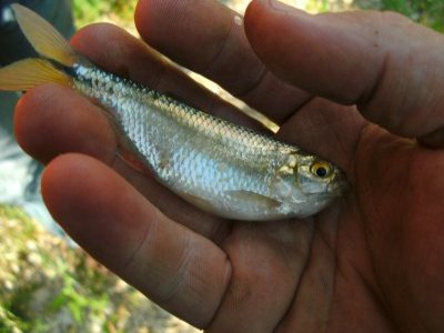 Fly Fishing Austin's Shoal Creek