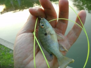 Bluegill Austin Convention Center settling pond