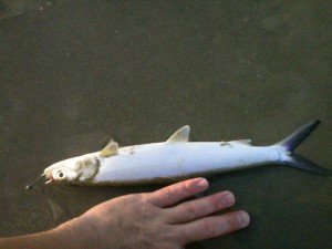 Mullet with hand