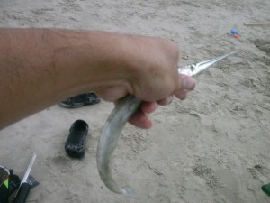 Needle fish in the hand