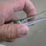 Needlefish teeth