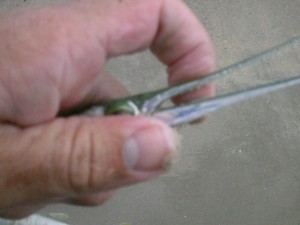 Needlefish teeth