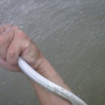 Fistful of needlefish