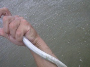 Fistful of needlefish