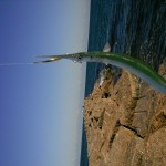 Needle fish on the jetty