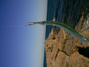 Needle fish on the jetty