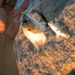 Two jetty panfish on the line