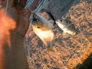 Two jetty panfish on the line