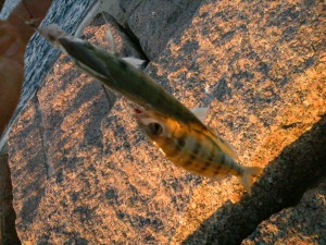 jetty panfish