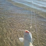 Hard head catfish in the surf