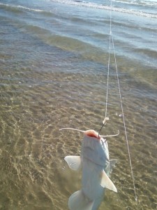 Hard head catfish in the surf