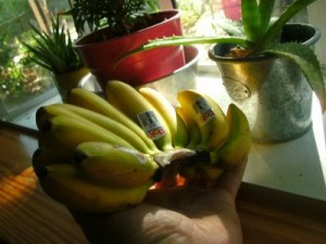 very tiny bananas