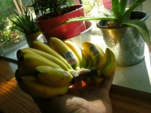 very tiny bananas