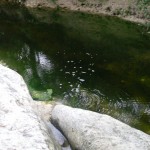 Blunn creek pool