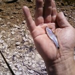 black tailed shiner austin