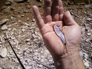 black tailed shiner austin