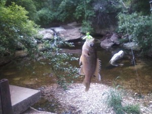 Warmouth at Blunn Creek