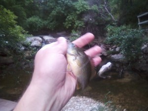 Warmouth in Blunn Creek