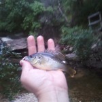 Baby Warmouth at Blunn Creek