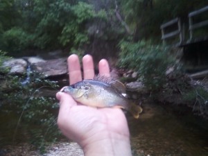 Baby Warmouth at Blunn Creek