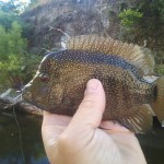 Bull cichlid out of Shoal Creek