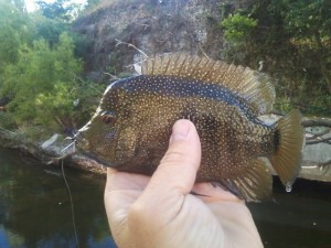 Bull cichlid out of Shoal Creek
