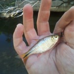 Mexican Tetra from Shoal Creek