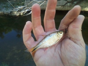 Mexican Tetra from Shoal Creek