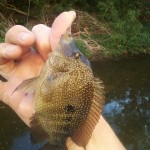 female cichlid Shoal Creek