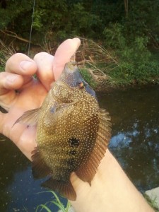 female cichlid Shoal Creek