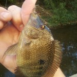 Shoal Creek cichlid