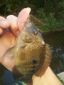 Shoal Creek cichlid