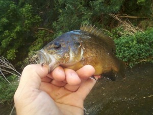 Very strong warmouth from Shoal Creek