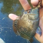 shoal creek cichlid and hare's ear