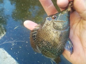 shoal creek cichlid and hare's ear