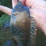 cichlid shoal creek