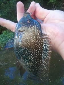 cichlid shoal creek