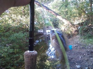 Waller Creek pumpkin seed