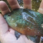 Pumpkinseed sunfish from Waller Creek