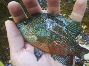 Pumpkinseed sunfish from Waller Creek